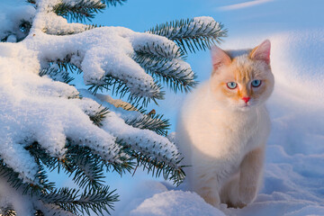 A fluffy white cat sits in the snow in winter near the branches of a fir tree in frost, a fantasy...