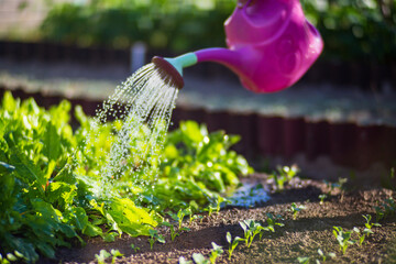 Watering vegetable plants on a plantation in the summer heat with a watering can. Gardening concept. Agriculture plants growing in bed row - obrazy, fototapety, plakaty