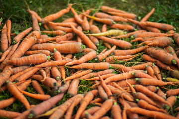 Carrot harvest collected in the garden. Plantation work. Autumn harvest and healthy organic food concept close up with selective focus
