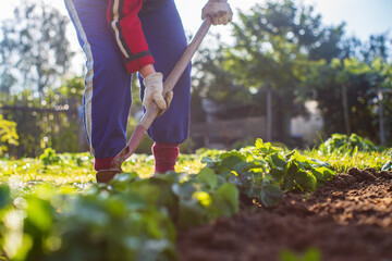 Farmer cultivating land in the garden with hand tools. Soil loosening. Gardening concept....