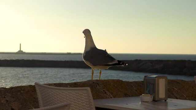 Gabbiano sul muretto con sfondo che contiene il faro dell'isola di Sant'Andrea di Gallipoli Lecce Puglia