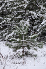 Small fir tree covered with snow. Small spruce on the background of the forest in winter, the growth of young wood in the forest.
