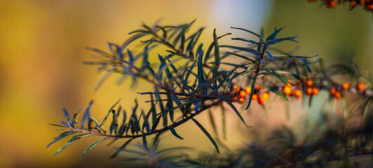 Tree branch with colorful autumn leaves close up. Autumn background. Beautiful natural strong blurry background with copyspace