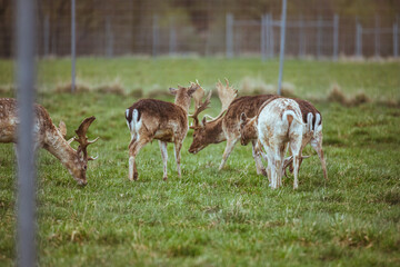 herd of deer in the meadow beautiful and cute deer, nature fauna, fence around deer garden	