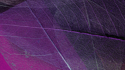 Fototapeta na wymiar skeleton magnolia leaf template for text and design. abstract colorful background. macro photography