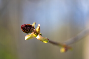 Macro shot of yellow and green  tree blossoms and leaf bud in spring