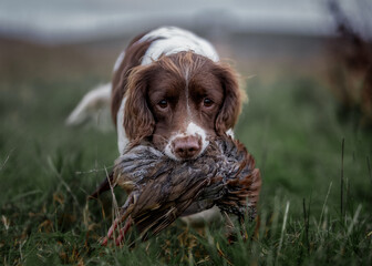 English Springer Spaniel carrying a partridge
