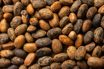 Jamalgota or Jayapala - Croton tiglium seed is an Ayurvedic medicine also known as purging croton © StockImageFactory