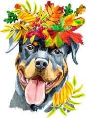Watercolor portrait of rottweiler with wreath of autumn leaves