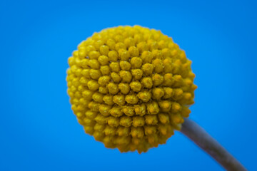 Fleur de Craspedia