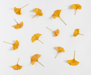 Pattern of Yellow leaves of a gingko tree on a white background. Maidenhair tree. Gingko biloba...