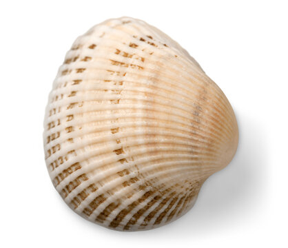 Shell conch shell seashell conch sea life isolated sea