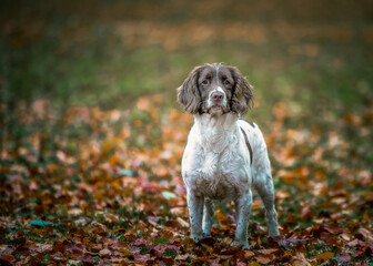 English Springer Spaniel