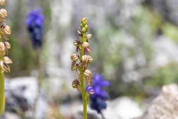 Man orchid, Orchis anthropophora