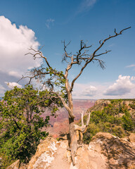Pine tree and red rocks on background, Grand Canyon National Park, Arizona