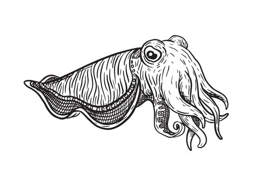 Vector illustration of cuttlefish drawn with black lines on a white background, marine mollusk from the Mediterranean, Spanish gastronomy