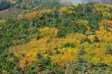 Fototapeta premium 白駒池登山