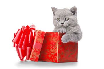 Cute little kitten with gift box isolated on white background