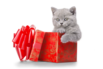 Cute little kitten with gift box isolated on white background
