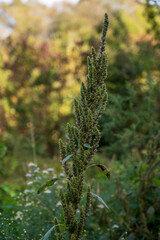 Close-up of green Amaranthus hybridus flower with blurred background