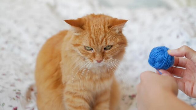 Woman takes skein of knitted yarn away of ginger cat. Pet owner wind up blue crochet thread. Fluffy pet looks displeased.