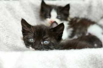 Cute baby kittens on cozy blanket, closeup