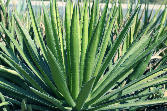 Closeup view of beautiful Agave plant growing outdoors