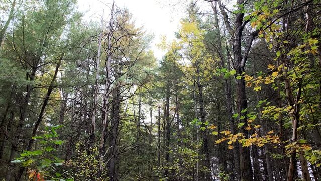 Laurentian Forest landscape in autumn, Quebec, Canda