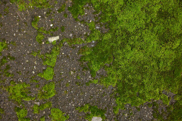 Textured surface with moss as background, top view - Powered by Adobe