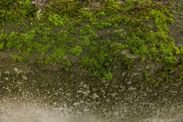 Obraz na płótnie Canvas Textured surface with moss as background, closeup