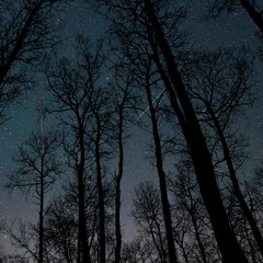 Three meteors streak through a star filled sky behind the silhouettes of trees with no leaves
