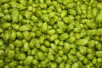 Fototapeta premium Fresh green hops as background, top view