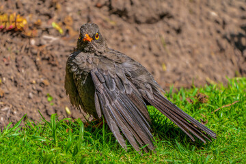 Fototapeta premium blackbird in the grass (Glossy-black thrush)