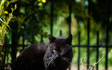 gato de color negro grande en fondo natural de colores verdes. 