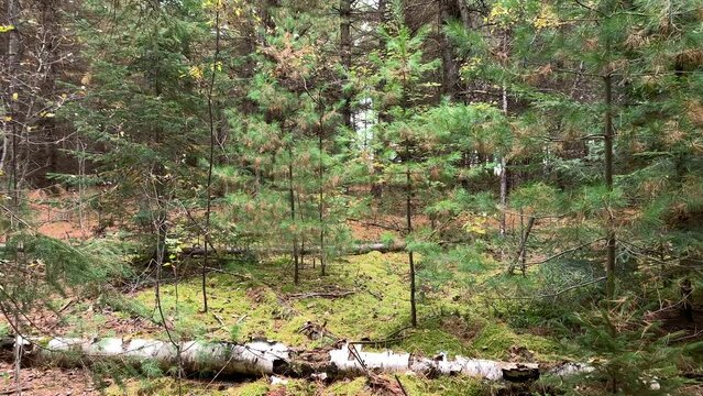 Laurentian Forest landscape in autumn, Quebec, Canda