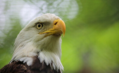 Bald Eagle portrait - West Virginia