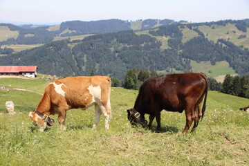 Fototapeta na wymiar Kühe, Allgäu, Sommer, Panorama , Alpen, Blumen, Hündle, Imberg