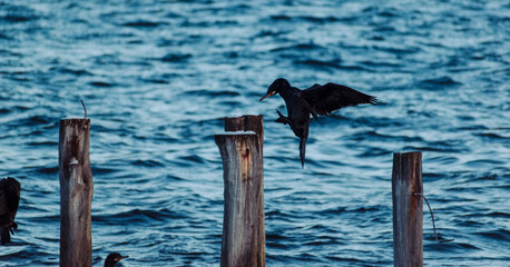  Phalacrocorax brasilianus,cormorán negro, cuervo de mar en la orilla costera aterrizando en los restos de un muelle de madera antiguo 