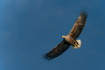 white tailed eagle (Haliaeetus albicilla) in flight. Oder delta in Poland, europe. Blue sky...