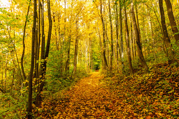 Obraz premium Kleiner Herbstspaziergang durch die schöne Parklandschaft bei Bad Liebenstein - Thüringen - Deutschland