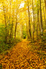 Kleiner Herbstspaziergang durch die schöne Parklandschaft bei Bad Liebenstein - Thüringen - Deutschland