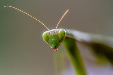 Close-up green praying mantis on uniform background
