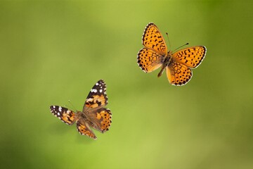 Beautiful wild butterfly fly in meadow