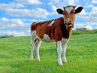 cow grazing in the field.