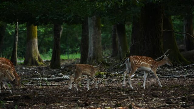 Herd of fallow deer in natural environment. Mother and baby. Deer Dama dama. Vision Park in Auberive region, France. Slow motion