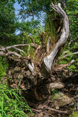 Das Naturschutzgebiet Lange Rhön in der Kernzone des Biosphärenreservat Rhön, Bayerischen Rhön, Landkreis Rhön-Grabfeld, Unterfranken, Bayern, Deutschland