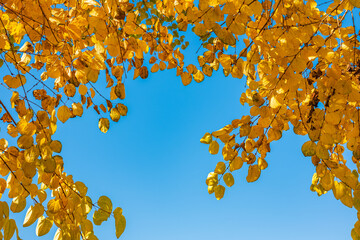 The warm autumn sun shining through golden treetops, with beautiful bright blue sky. Autumn landscape