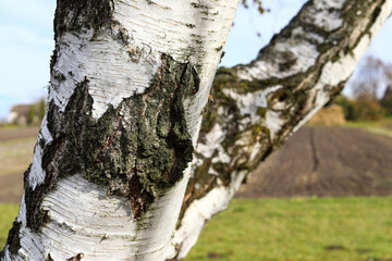 The background is the texture of birch bark. Birch bark pattern with black birch stripes on white birch bark.