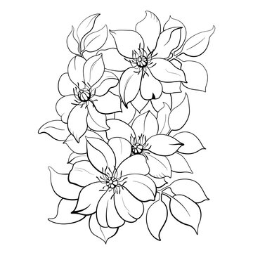 Contour graphic composition with clematis flowers