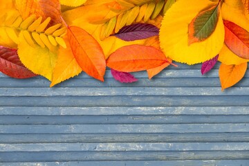 Autumn colored leaves on wooden desk background